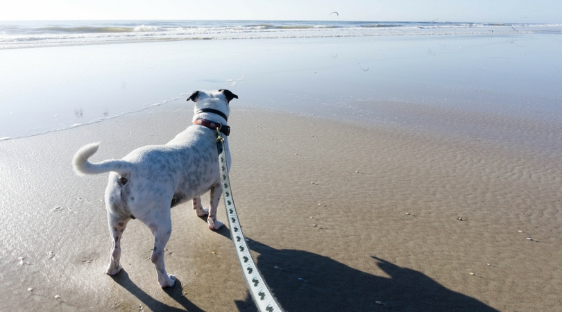 Pawtastic Fun on One of St. Augustine's Dog-Friendly Beaches and Beyond - Solo Travel Girl