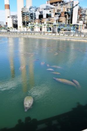 SEE MANATEES AT TAMPA ELECTRIC'S MANATEE VIEWING CENTER IN APOLLO