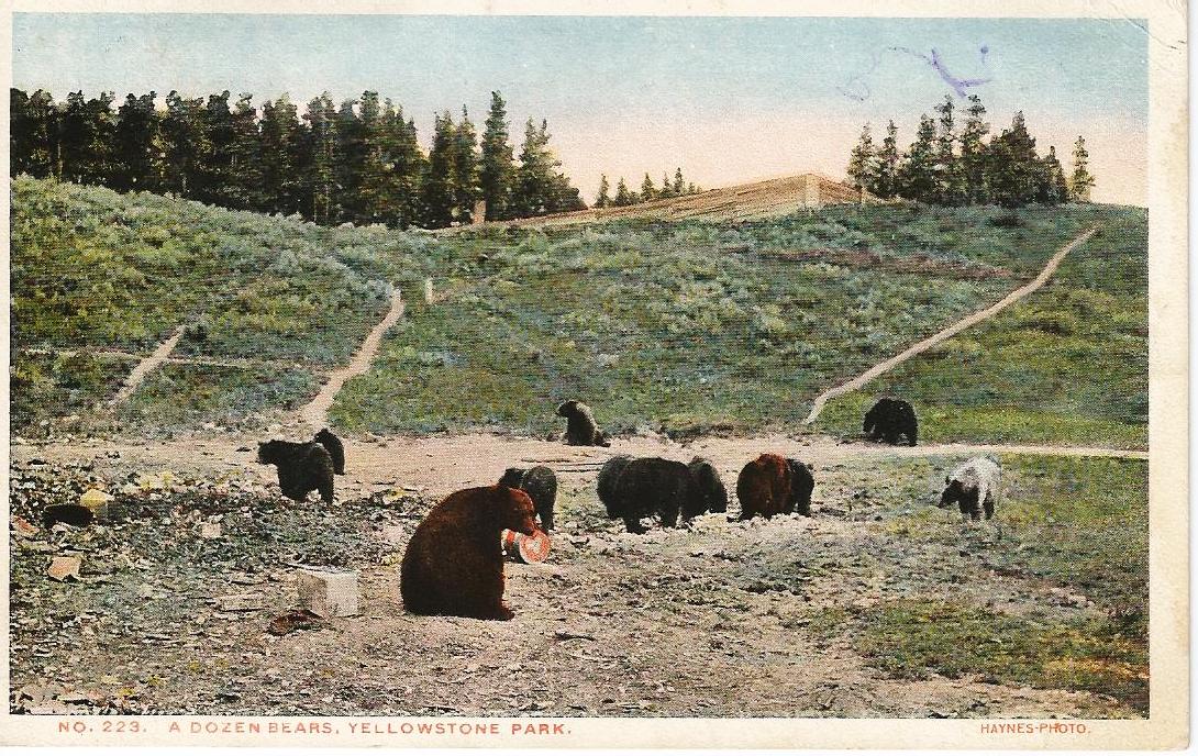 Carte postale d'ours dans le Parc National de Yellowstone, 1916