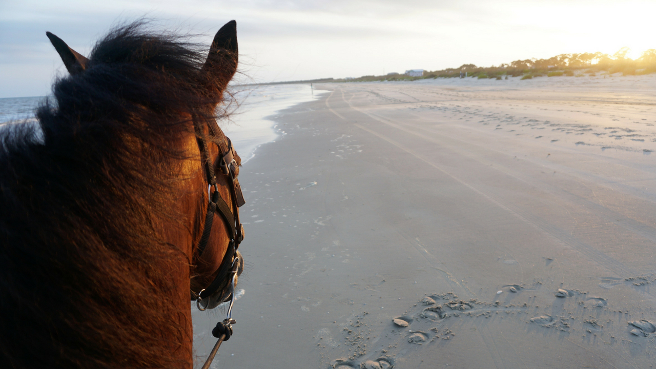 Florida Travel: Horseback Riding On The Beach At Cape San Blas – Solo ...