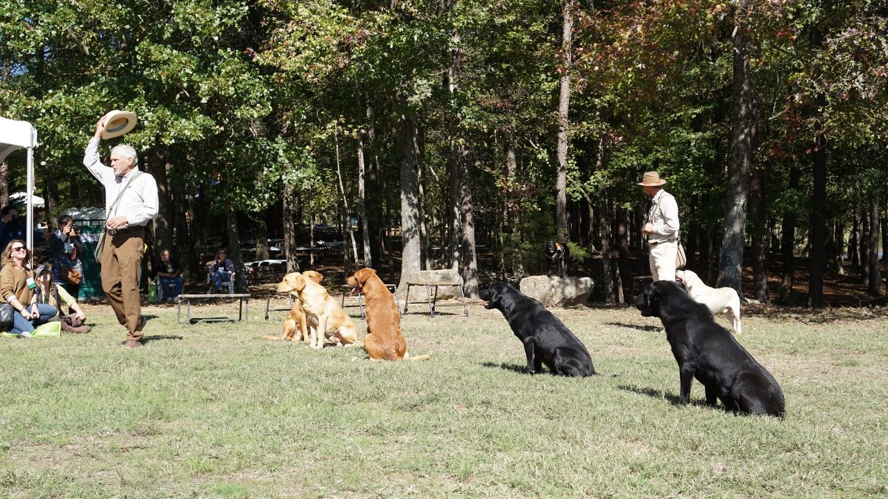 Wildrose Kennels Where Adventure Dogs are Made Solo Travel Girl