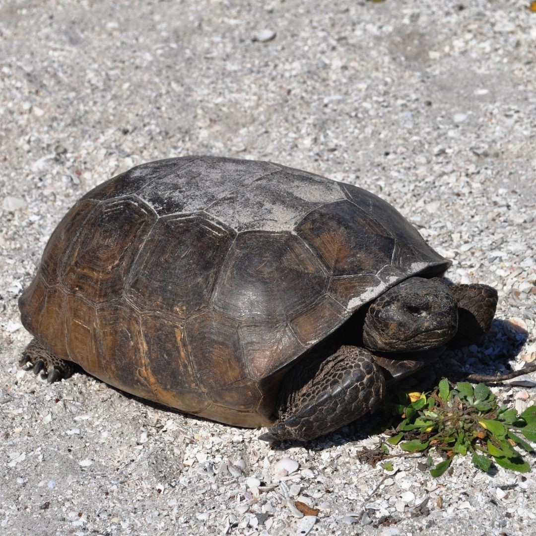 What to do When You See a Gopher Tortoise in Florida – Solo Travel Girl ...