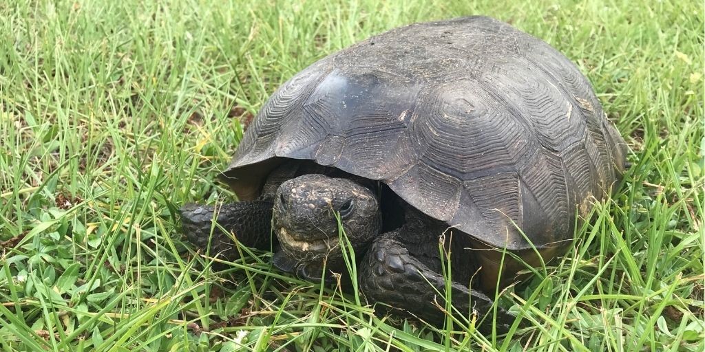 What to do When You See a Gopher Tortoise in Florida - Solo Travel Girl