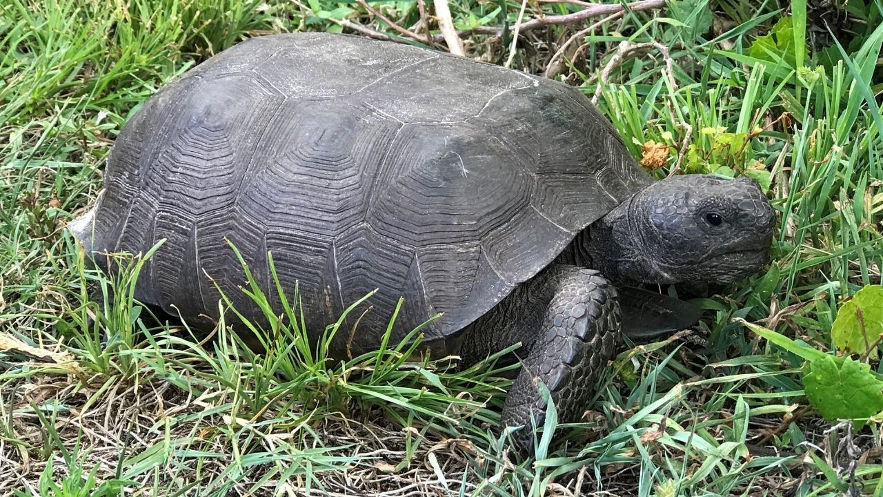 What To Do When You See A Gopher Tortoise In Florida - Solo Travel Girl