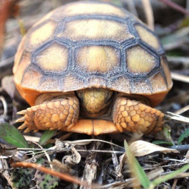 What to do When You See a Gopher Tortoise in Florida Solo Travel Girl