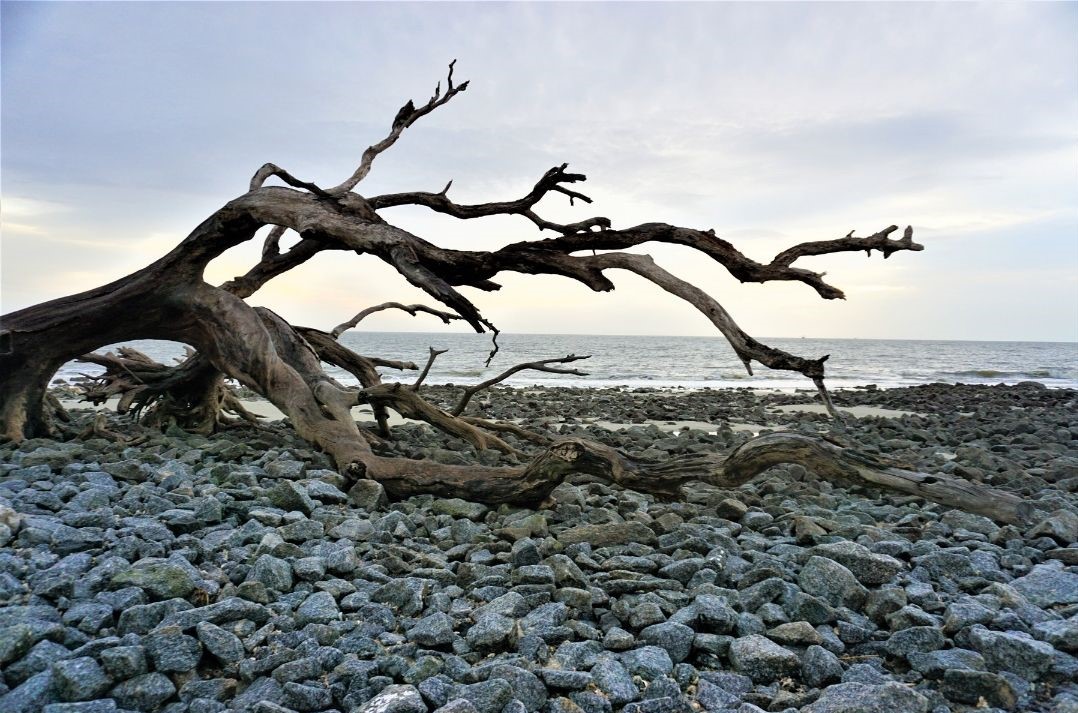 When Plans Change, Watch the Sunrise at Driftwood Beach on Jekyll