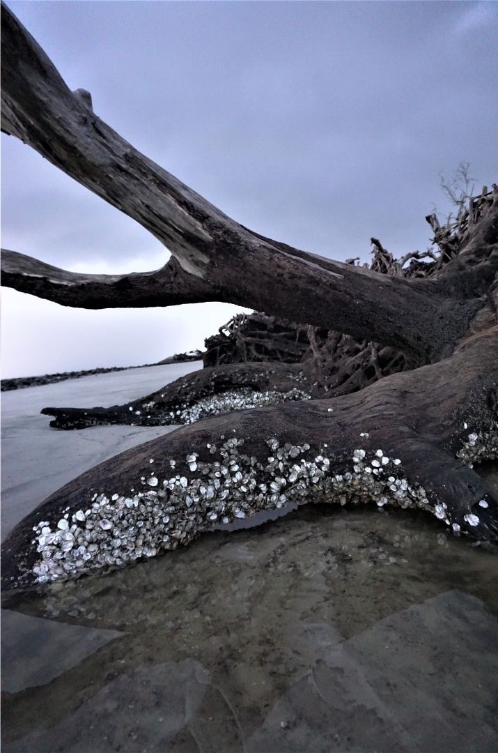 When Plans Change, Watch the Sunrise at Driftwood Beach on Jekyll