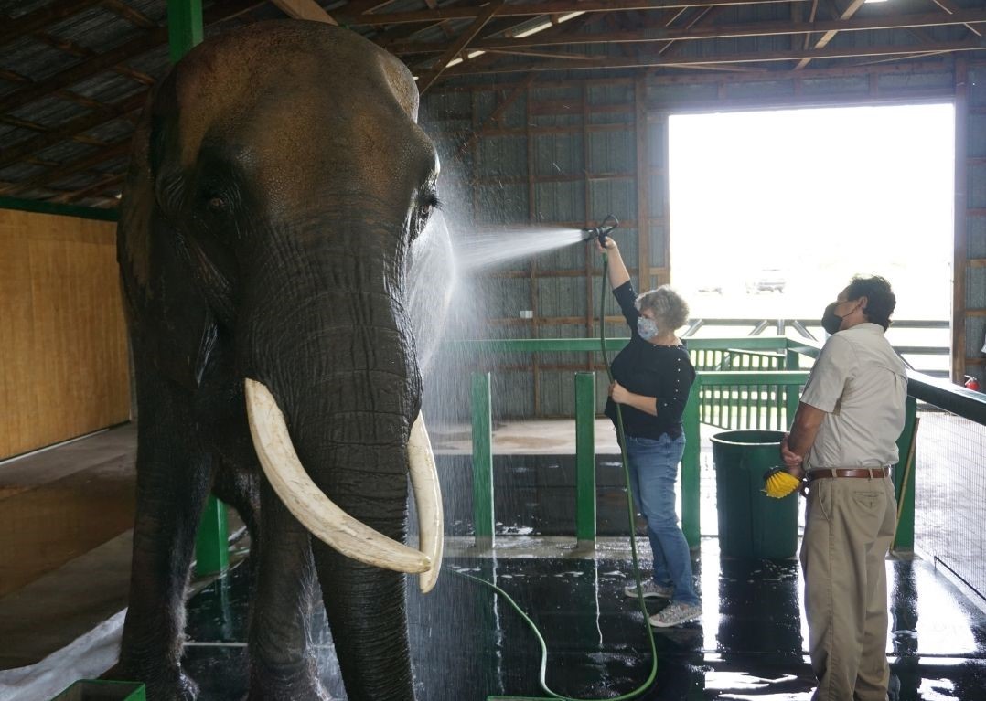 Spa Day at Myakka Elephant Ranch in Florida Solo Travel Girl