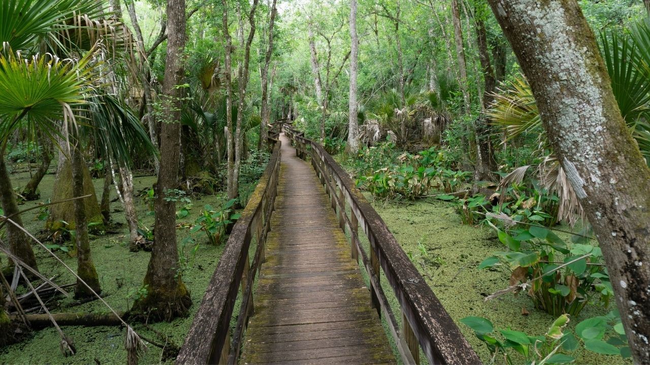 10 Reasons to Love Highlands Hammock State Park in Sebring, Florida