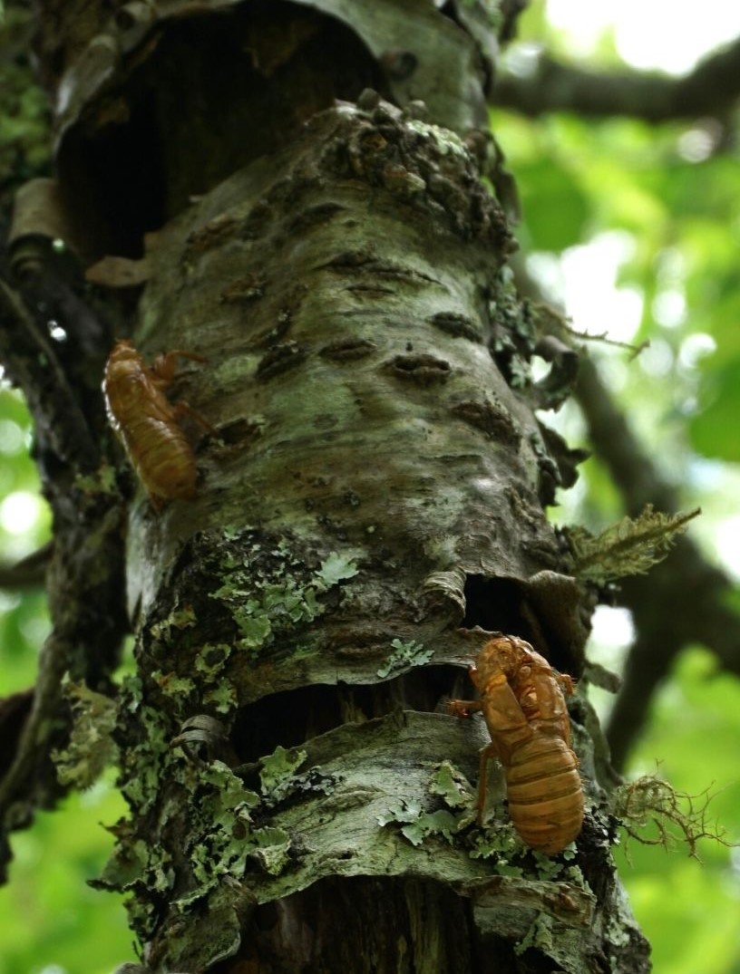 My Excellent Adventure Finding Brood X Cicadas in North Solo