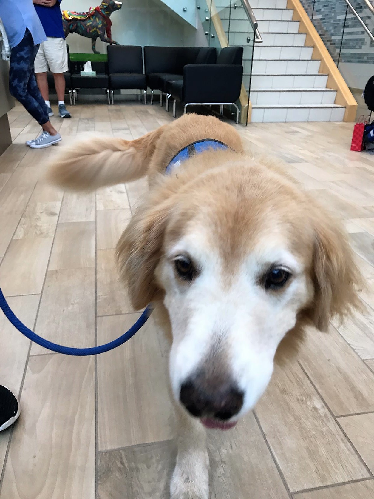 Things to do in Palmetto: See Where Four-Legged Heroes Train at ...